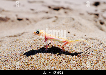 Footed Gecko, Palmatogecko (Pachydactylus Rangei), Nationalpark, Teil des namibischen Skeleton Coast National Park Stockfoto