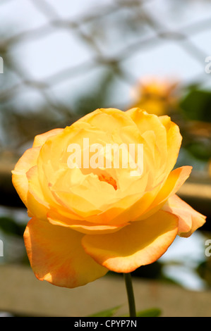 Chinesische Rose Blume blühte in einem Frühlingsgarten Stockfoto