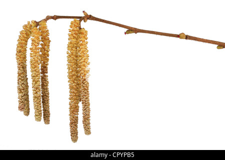 Kätzchen Hasel (Corylus), männlicher Blütenstand und kleinen roten weiblichen Blüten Stockfoto