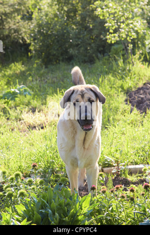 Hund der Rasse der spanische Mastiff auf einer Wiese am Nachmittag Stockfoto