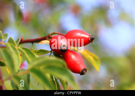 Rose hips, fruits of the wild rose or dog rose (Rosa corymbifera) Stockfoto