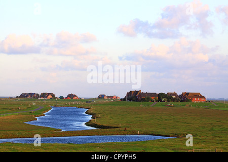 Typische Warft Hügel eine künstliche Behausung mit einem Nordsee-Pril im Vordergrund, Hallig Hooge, Nordfriesland Stockfoto