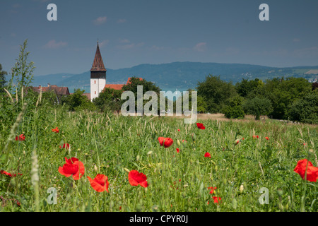 Getreidefeld mit Mohnblumen über Dingelsdorf am Bodensee, St. Nicholas Church auf der Rückseite, Baden-Württemberg Stockfoto