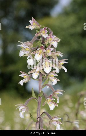 MARSH HELLEBORINE Epipactis Palustris (Orchidaceae) Stockfoto