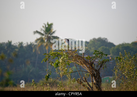 Der Purpurreiher (Ardea Purpurea) ist ein waten Vogel in der Heron-Familie Ardeidae, Zucht in Afrika, Mittel-und Südeuropa Stockfoto