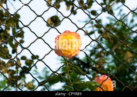 Chinesische Rose Blume blühte in einem Frühlingsgarten Stockfoto