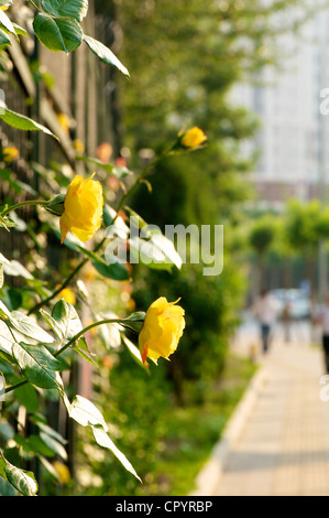 Chinesische Rose Blume blühte in einem Frühlingsgarten Stockfoto