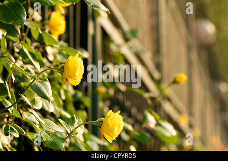 Chinesische Rose Blume blühte in einem Frühlingsgarten Stockfoto