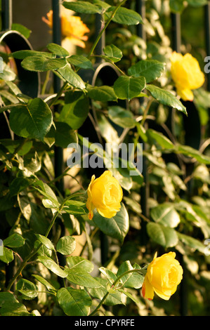 Chinesische Rose Blume blühte in einem Frühlingsgarten Stockfoto