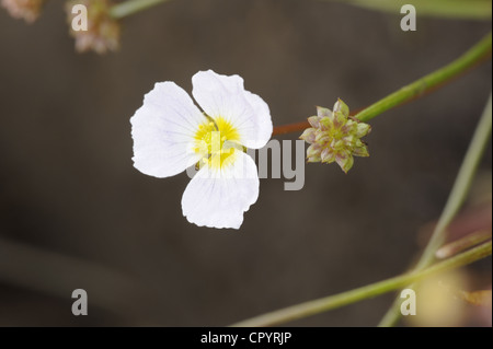 WENIGER Wasser-Wegerich Baldellia Ranunculoides (Alismataceae) Stockfoto