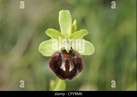 FRÜHEN SPIDER ORCHID Ophrys Sphegodes (Orchidaceae) Stockfoto
