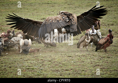 Ohrengeier konfrontiert Geier (Aegypius Tracheliotus, Torgos Tracheliotus), Serengeti, Tansania, Afrika Stockfoto