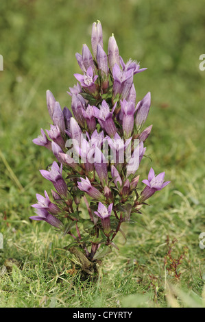 Chiltern Enzian Gentianella germanica Stockfoto