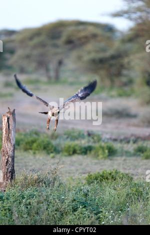 Tawny Eagle (Aquila Rapax), Serengeti, Tansania, Afrika Stockfoto