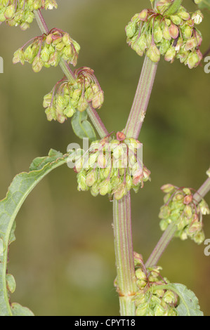 Clustered Dock Rumex conglomeratus Stockfoto