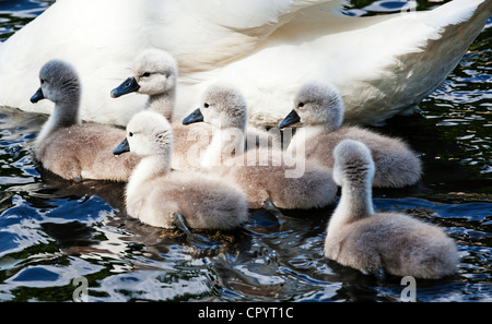 Eine Gruppe von sechs Höckerschwan Cygnets Schwimmen mit ihrer Mutter, Großbritannien. Stockfoto