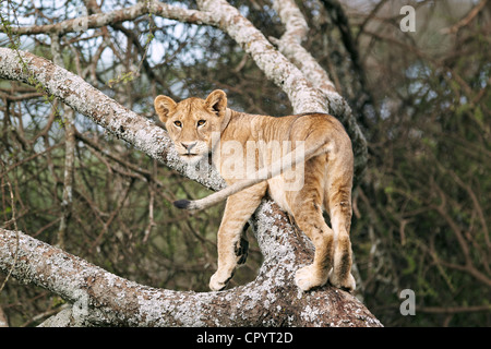 Löwin (Panthera Leo) in einem Baum, Serengeti, Tansania, Afrika Stockfoto