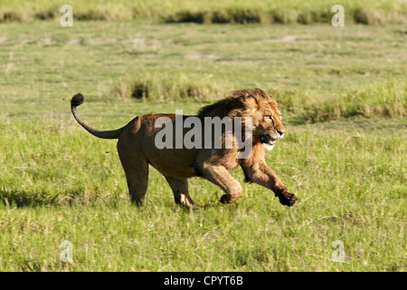 Löwe (Panthera Leo), laufen, Ngorongoro Crater, Ngorongoro Conservation Area, Tansania, Afrika Stockfoto