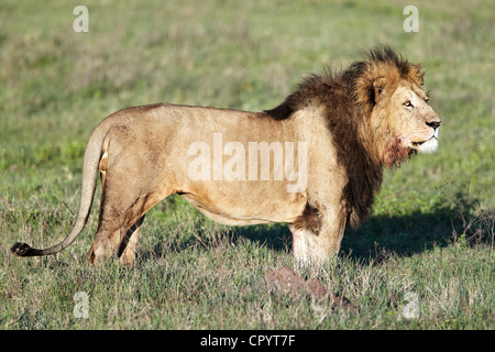 Löwe (Panthera Leo), Ngorongoro Krater, Ngorongoro Conservation Area, Tansania, Afrika Stockfoto