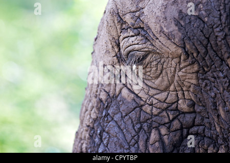 Auge, afrikanischer Bush Elefant (Loxodonta Africana), Lake Manyara National Park, Tansania, Afrika Stockfoto