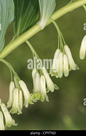 GEMEINSAMEN Salomos Siegel Polygonatum Multiflorum (Liliaceae) Stockfoto