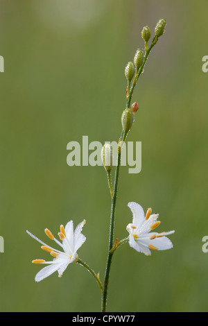 St.Bernard Lily (anthericum ramosum l.), Bayern, Deutschland, Europa Stockfoto