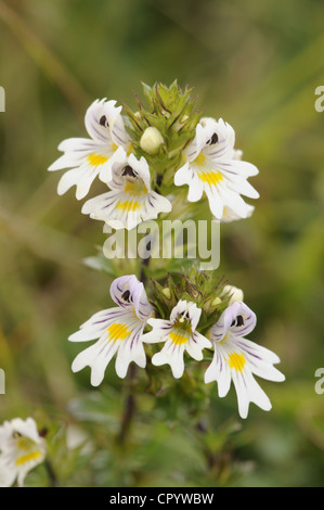 AUGENTROST Euphrasia Officinalis Agg. (Scrophulariaceae) Stockfoto