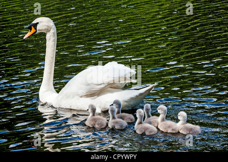 Eine Gruppe von sieben Höckerschwan Cygnets Schwimmen mit ihrer Mutter, Großbritannien. Stockfoto