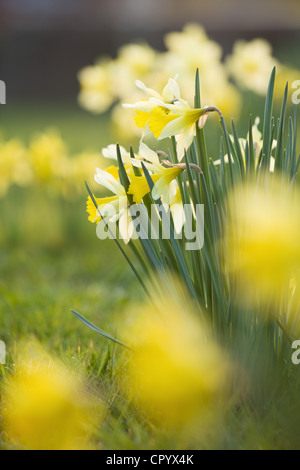 Narzissen auf einem Friedhof im ländlichen England an einem Frühlingsabend Stockfoto