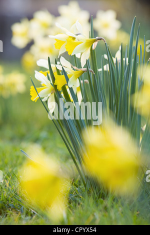 Narzissen auf einem Friedhof im ländlichen England an einem Frühlingsabend Stockfoto