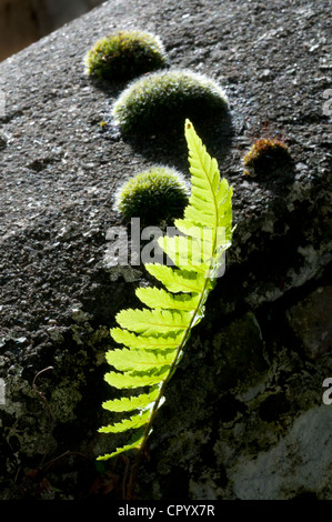 Pflanze Farn und Moos aus Stein Wand Yorkshire uk Stockfoto