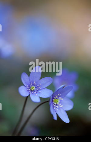 Kommunalanleihen (Anemone hepatica), Bayern, Deutschland Stockfoto