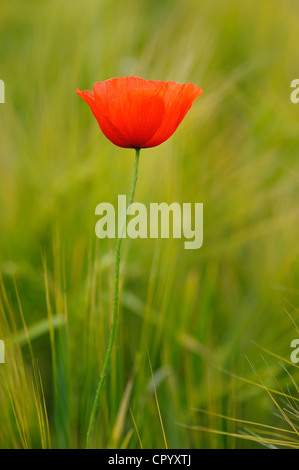 Mohn (Papaver) in ein Gerstenfeld Stockfoto