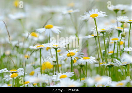 Oxeye Margeriten (Leucanthemum Vulgare) Stockfoto