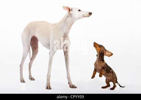 Trauerschnäpper kurze Haare Dackel Welpen und weißer Windhund, Galgo Español Stockfoto