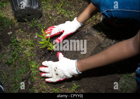 Achtklässler Pflanzen Gemüse und Blumen in einem Garten für die Schule in Newark NJ Stockfoto