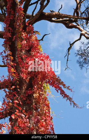 Wildem Wein, fünf blättrige Efeu oder fünffingrige (Parthenocissus Quinquefolia), im Herbst Stockfoto