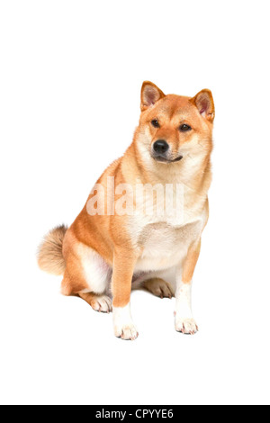Shiba Inu Hund sitzt auf weißem Hintergrund Stockfoto