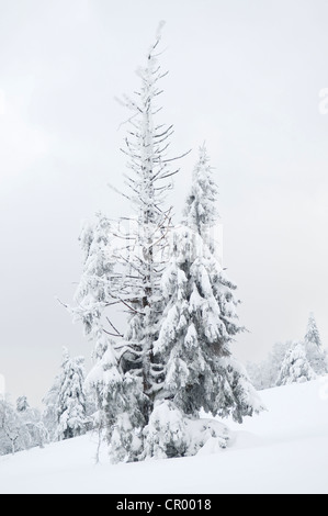 Schneebedeckten Fichten (Picea) im Winter, Kahler Asten Berg, Winterberg, Sauerland, Nordrhein-Westfalen, Deutschland, Europa Stockfoto