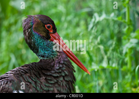 Schwarzstorch (Ciconia Nigra), in Gefangenschaft, Poing, Bayern, Deutschland, Europa Stockfoto