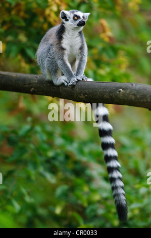 Katta (Lemur Catta), in einem Gehäuse Stockfoto