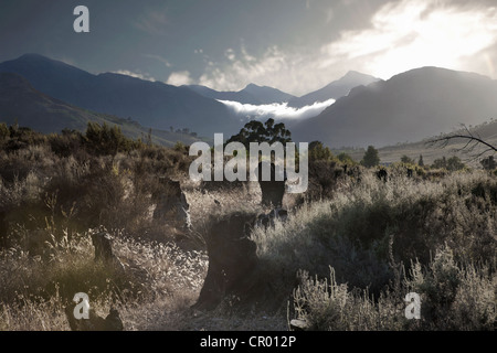 Baumstümpfe im ländlichen Landschaft Stockfoto