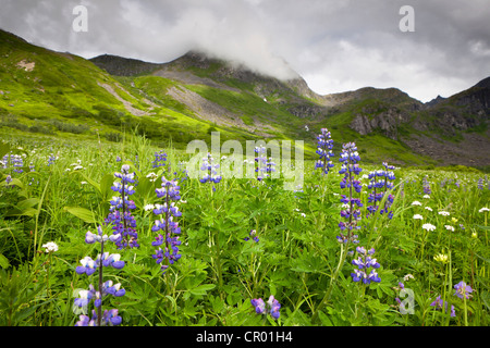 Wildblumenwiese in den Talkeetna Bergen, Alaska, USA, Nordamerika Stockfoto