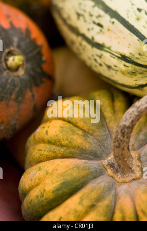 Nahaufnahme von Haufen Kürbisse Stockfoto