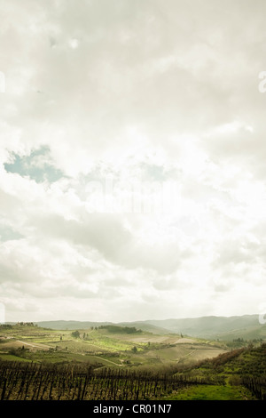 Leere Weinberg unter bewölktem Himmel Stockfoto