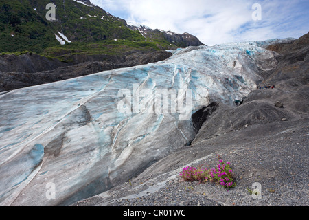 Exit-Gletscher gehört zu den Kenai Mountains und wird gespeist durch das Harding Icefield, Halbinsel Kenai, Alaska, USA Stockfoto