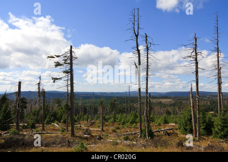 Waldsterben im Harz, Deutschland, Europa Stockfoto
