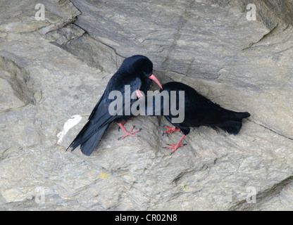 Alpenkrähe, Pyrrhocorax, Erwachsene paar putzen auf den Klippen am Lizard Point Cornwall im April Stockfoto