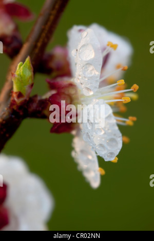 Aprikose (Prunus Armeniaca) blühen im Frühjahr Stockfoto