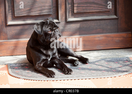 Schwarze Mops vor der Haustür in der Sonne liegen Stockfoto